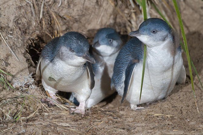 1 Day Exclusively Private Tour Of Phillip Island & The Penguin Parade - Koalas and Churchill Island stops: what’s included and why it’s worth it
