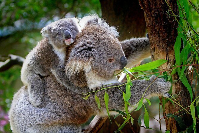1 Day Exclusively Private Tour Of Phillip Island & The Penguin Parade - Price and value: what you’re really paying for at $169