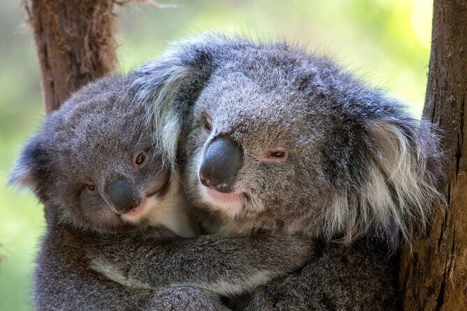 1 day Puffing Billy Steam Train and Wildlife Tour from Melbourne - Morning Start at Mail Exchange Hotel