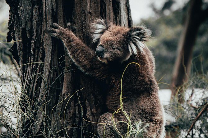 12 Apostles, Otways & Great Ocean Road Day Tour - Small Group - Key points before you go