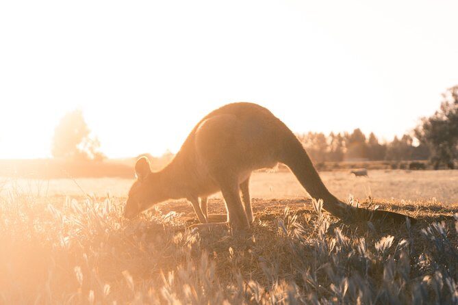 12 Apostles, Otways & Great Ocean Road Day Tour - Small Group - Kennett River wildlife spotting: koalas and more, in the wild