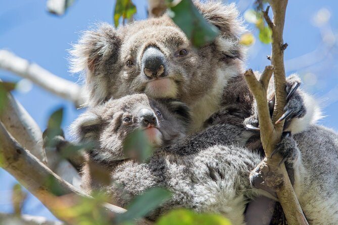 2-Day Great Ocean Road and Grampians Tour Roundtrip from Melbourne - Overnight in Halls Gap: Your Grampians Base for Day 2