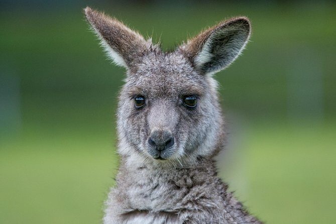 2-Day Great Ocean Road and Grampians Tour Roundtrip from Melbourne - Wildlife and Photo Ops: How to Get Great Results Without Hurting the Moment