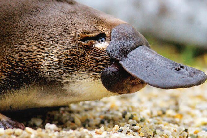 2 Day Great Ocean Road Tour and Platypus paddle - Key things I’d plan around