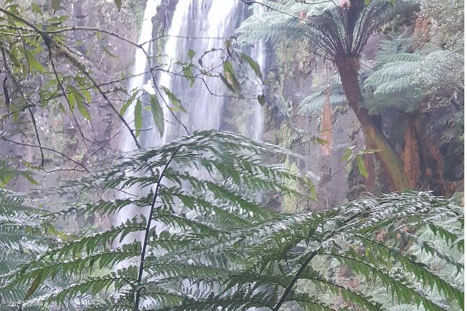 2 Day Great Ocean Road Tour and Platypus paddle - Otway Forest Stops: Redwoods and Hopetoun Falls