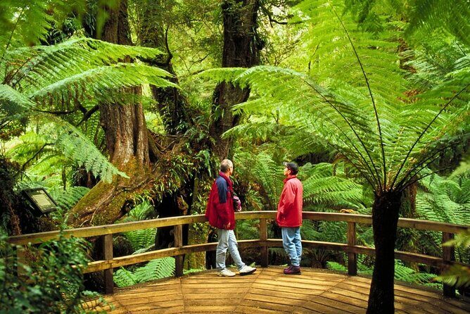 3 Day Combo: Great Ocean Road, Penguin Parade and FREE City Tour - What to pack and how to handle the rules (so your days go smoother)