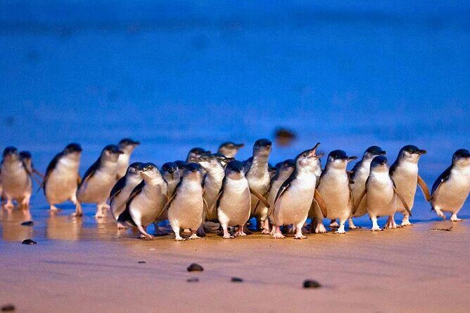 3 Day Combo: Great Ocean Road, Penguin Parade and FREE City Tour - The comfort and format that make long drives easier