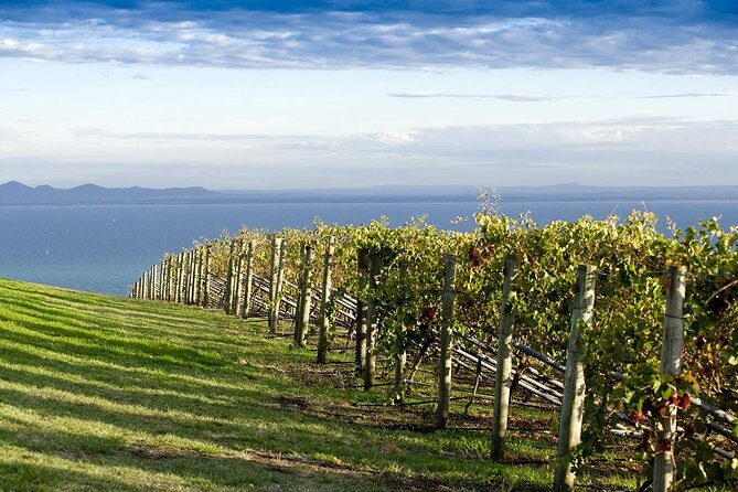 Around the Bay Food and Wine Taste Trail - Mornington and Bellarine in a single, well-fed day