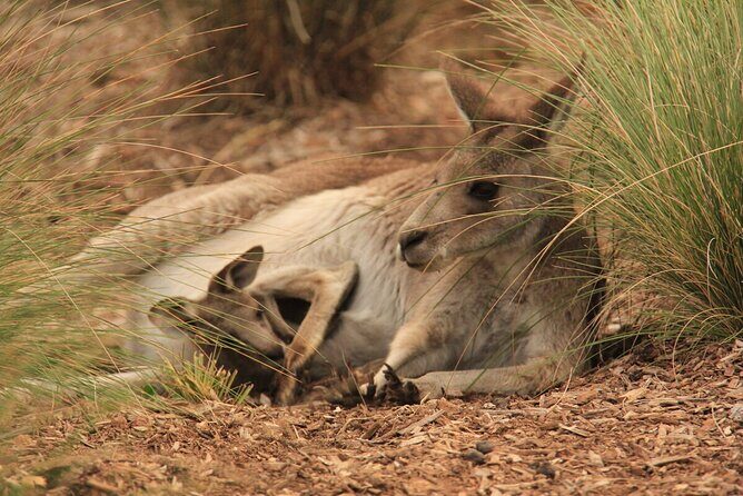 Australian Experience at Werribee Open Range Zoo - excl. entry - Key Highlights You’ll Actually Care About