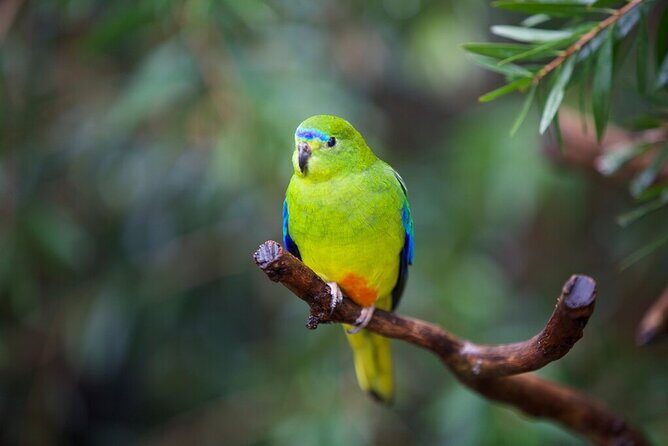 Australian Experience at Werribee Open Range Zoo - excl. entry - Werribee Open Range Zoo Australian Trail: what this encounter covers
