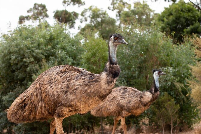 Australian Experience at Werribee Open Range Zoo - excl. entry - How close is it to getting around Melbourne?
