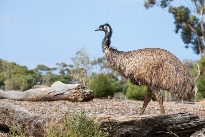 Australian Experience at Werribee Open Range Zoo - excl. entry - Who this encounter is best for (and who should skip it)