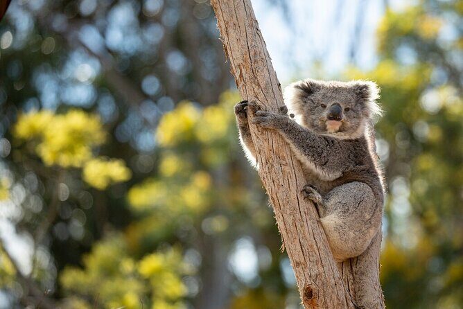 Australian Experience at Werribee Open Range Zoo - excl. entry - Koalas, kangaroos, and the other Aussie stars you’ll meet