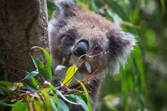Australian Wildlife Tour at Melbourne Zoo Ticket - excl. entry - Great Flight Aviary: birds you hear before you see