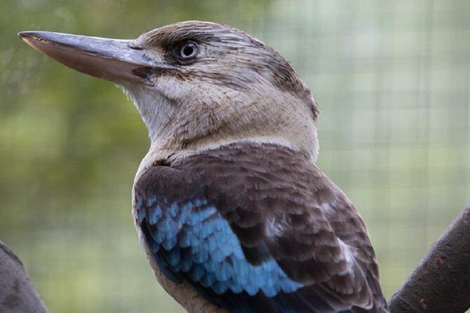Australian Wildlife Tour at Melbourne Zoo Ticket - excl. entry - Kangaroos and emus up close, plus a feeding moment