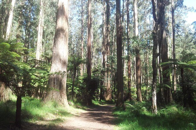 Dandenong Ranges Private Day Tour - Key Points That Make This Tour Worth Your Time