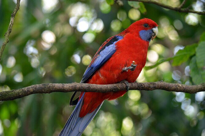 Dandenong Ranges Private Day Tour - Comfort, Timing, and What to Pack for This 5–6 Hour Format