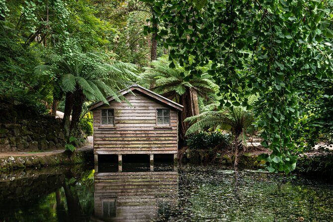 Dandenong Ranges Private Day Tour - Dandenong Ranges National Park Walking: Mountain Ash, Fern Trees, and Bird Time