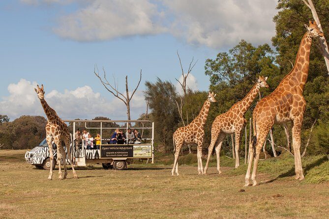 Deluxe Safari Adventure at Werribee Open Range Zoo - excl. entry - The 75-minute off-road flow: what you’ll do on the plains