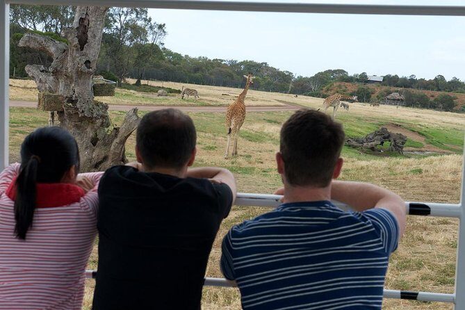 Deluxe Safari Adventure at Werribee Open Range Zoo - excl. entry - Wildlife spotting: what you can realistically hope to see