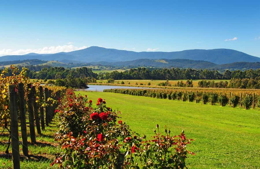Experience Yarra Valley: A Tailored private Wine Journey - Chocolates at the end: Yarra Valley Chocolaterie and Ice Creamery