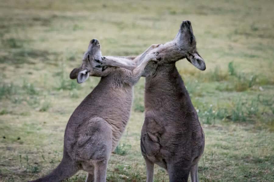 From Melbourne: 2-Day Great Ocean Road & Grampians Escape - Day 2 morning: wildlife-first energy in Halls Gap