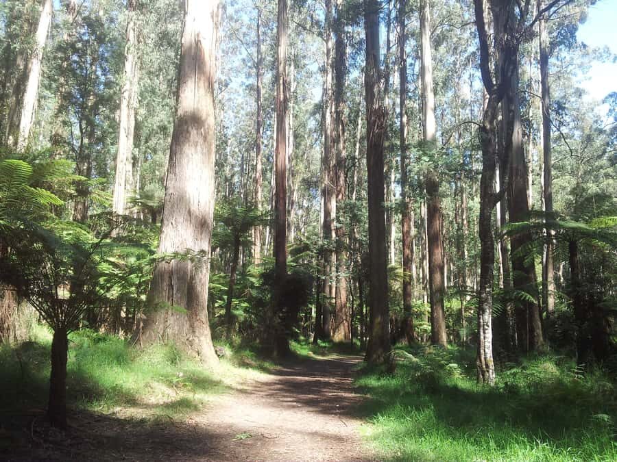 From Melbourne: Dandenong Ranges Private Day Tour - Key Things to Know Before You Book