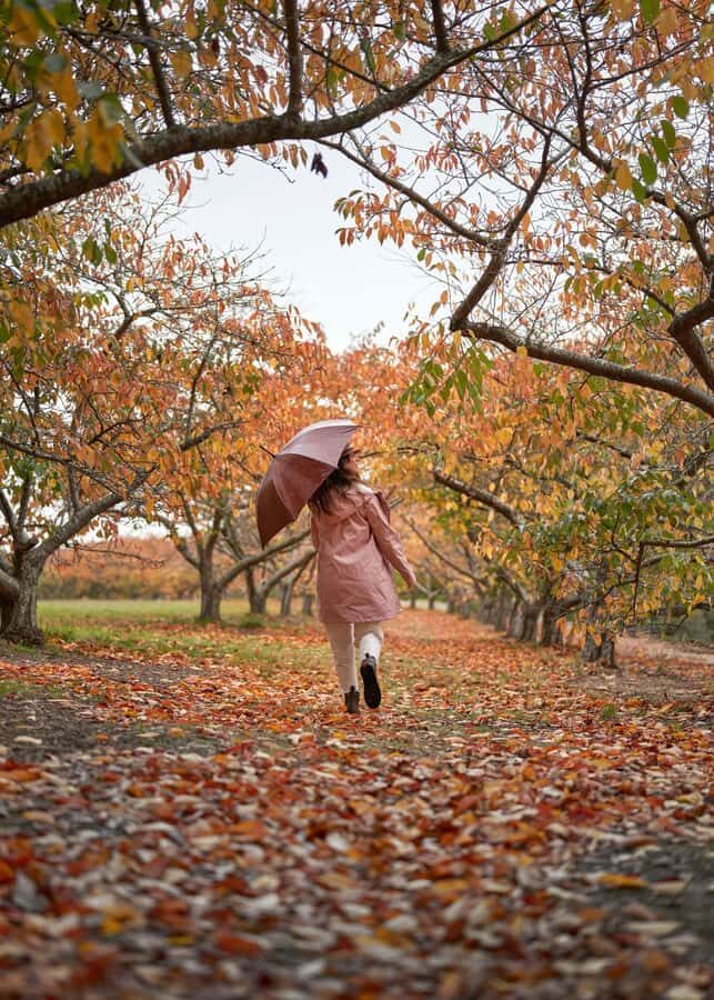 From Melbourne: Dandenong Ranges Private Day Tour - Price and Value: Is $247 Worth a Private 6-Hour Nature-and-Gardens Day?