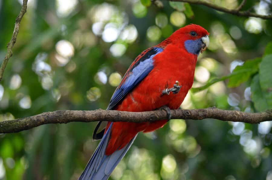 From Melbourne: Dandenong Ranges Private Day Tour - Pick Up in Central Melbourne: How the Day Starts