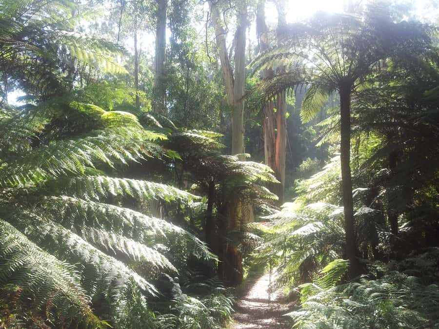 From Melbourne: Dandenong Ranges Private Day Tour - Private Group Day With Jay: How the Experience Gets Tailored