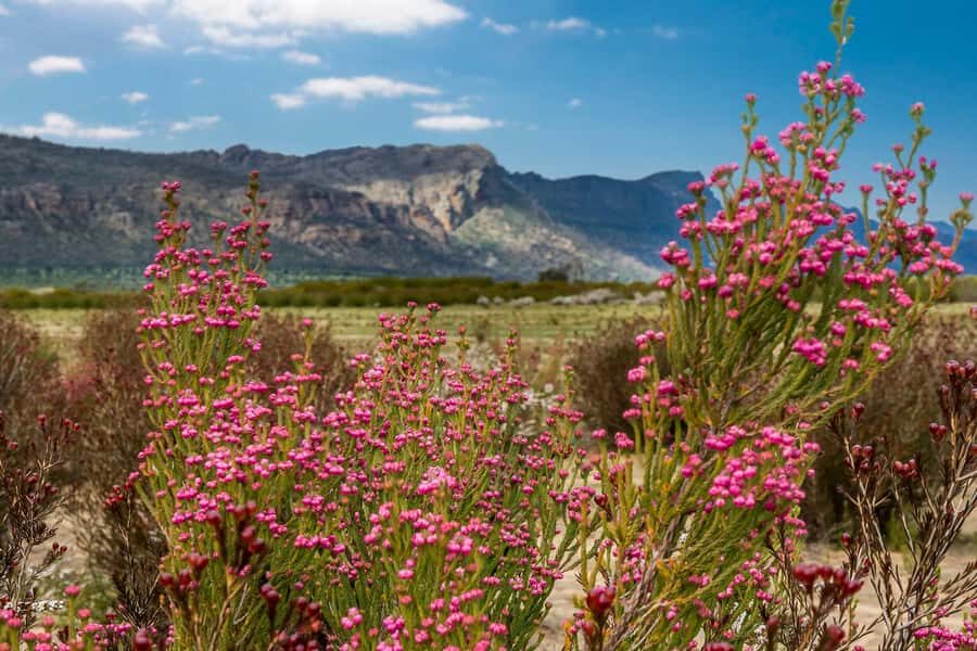 From Melbourne: Grampians National Park & Kangaroos - Price and value: why $89 can work if you want a full day