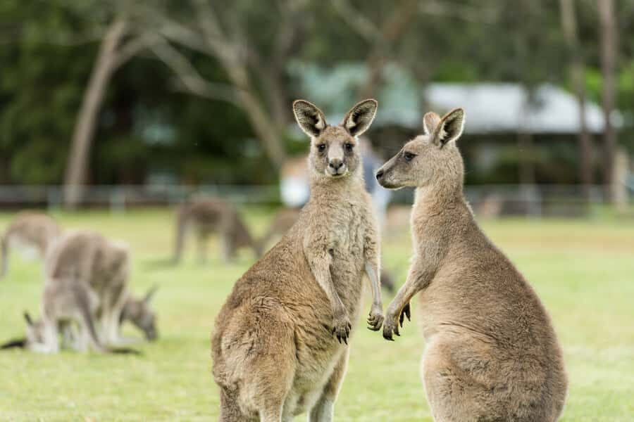 From Melbourne: Grampians National Park & Kangaroos - Westgate Bridge to western Victoria: how the trip gets you in the mood