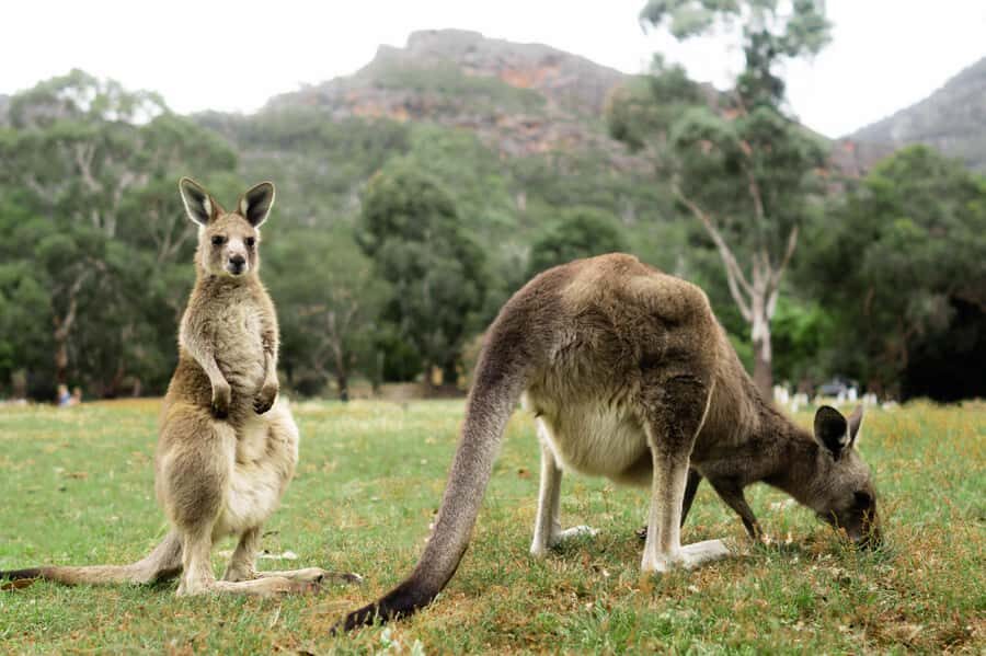 From Melbourne: Grampians National Park Small Group Tour - Halls Gap and Mt Difficult Range: where the day hits its stride