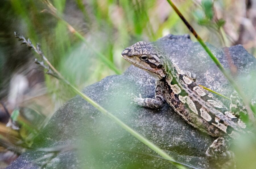 From Melbourne: Grampians National Park Small Group Tour - Wildlife time and the Ararat leg-stretch on the way back