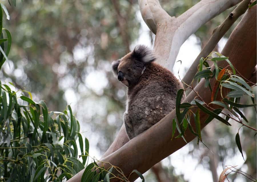 From Melbourne: Great Ocean Road & 12 Apostles Full-Day Tour - The Long Scenic Day from Melbourne (750 Minutes in Real Terms)