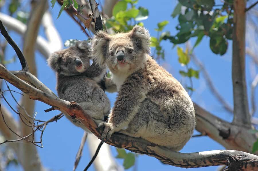 From Melbourne: Great Ocean Road, 12 Apostles, Wildlife Tour - Key points before you go