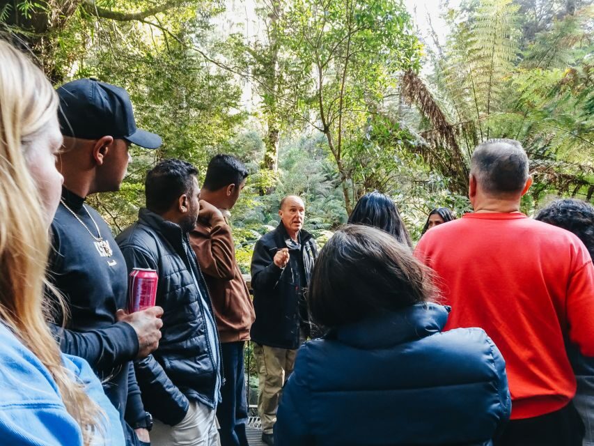 From Melbourne: Great Ocean Road, 12 Apostles, Wildlife Tour - Koalas and parrots: what the guides actually do for your odds