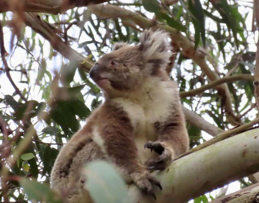 From Melbourne: Great Ocean Road Boutique Tour in Reverse - Apollo Bay Break and the Return Along the Great Ocean Road