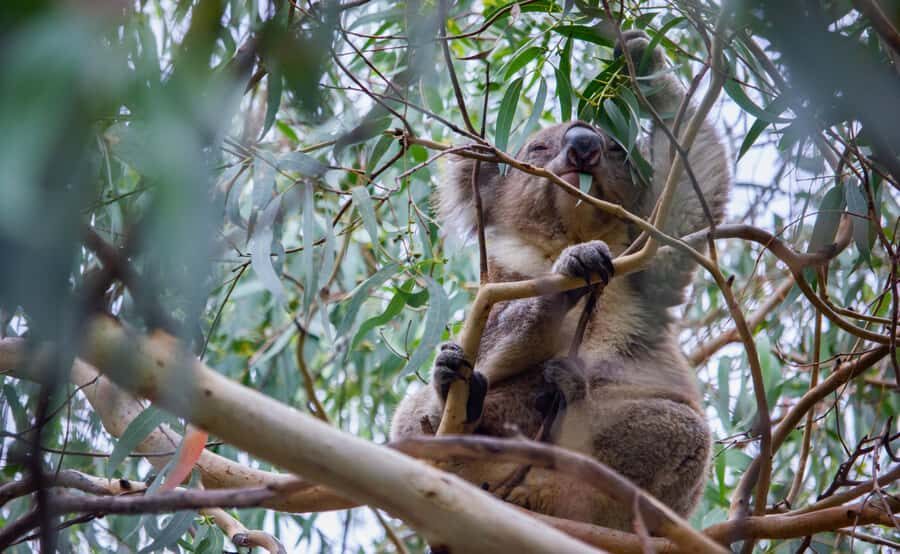 From Melbourne: Great Ocean Road Full-Day Guided Trip - Key highlights worth knowing