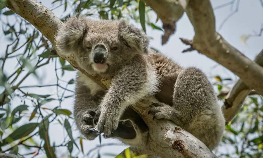 From Melbourne: Great Ocean Road Full-Day Sunset Tour - Key highlights that matter