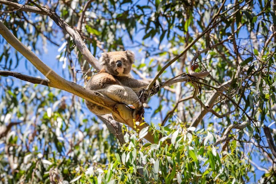 From Melbourne: Great Ocean Road Premium Tour in Reverse - Great Otway National Park: rainforest walk and wildlife pause