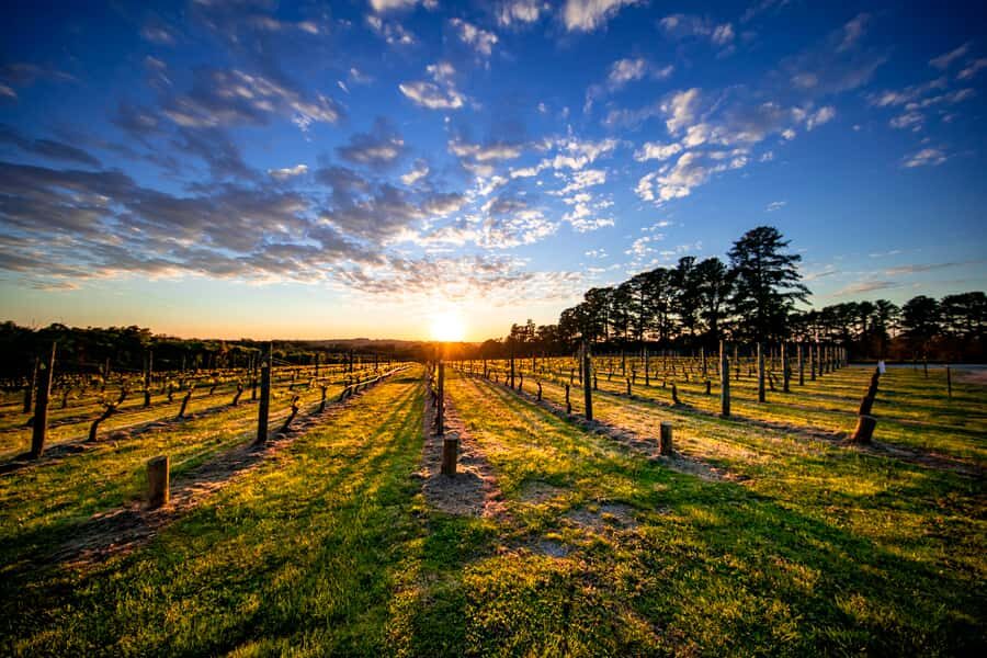 From Melbourne: Mornington Peninsula Food & Wine Taste Trail - Key Things That Make This Tour Worth It