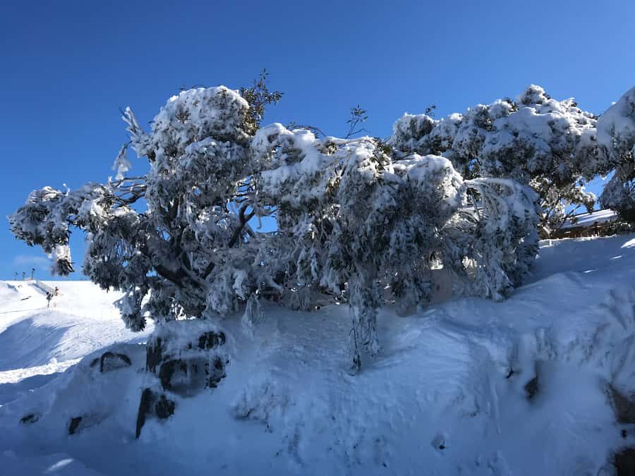 From Melbourne: Mt Buller Snow Day Small Group Boutique Tour - Mt Buller Snow Day: Why a Small Group Changes Everything