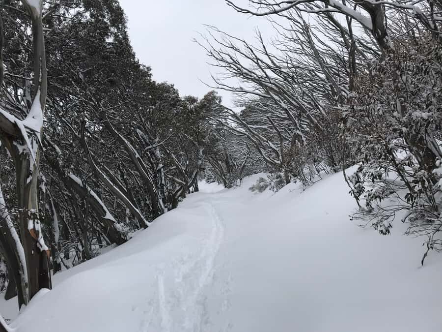 From Melbourne: Mt Buller Snow Day Small Group Boutique Tour - Northside Express Chairlift: The Panoramic Choice for Non-Skiers