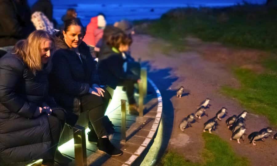 From Melbourne: Penguin Parade Afternoon Tour - Sunset Penguin Parade: Why the Timing From Melbourne Works