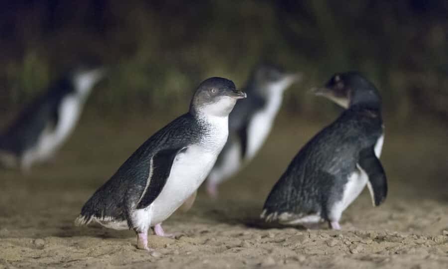 From Melbourne: Penguin Parade Afternoon Tour - Cape Woolamai (Summer Only): When the Coast Gets Extra Dramatic