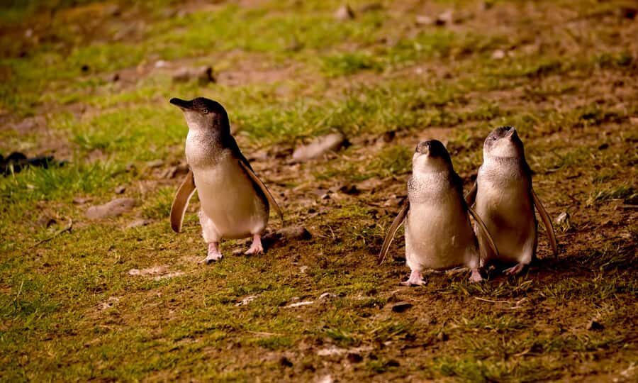 From Melbourne: Penguin Parade Afternoon Tour - The Nobbies and Ocean Views: Your Wildlife Warm-Up Stop
