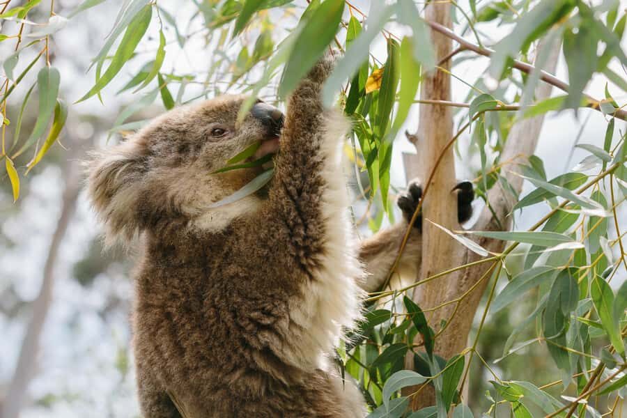From Melbourne: Penguin Parade and Koalas Tour - Quick takeaways