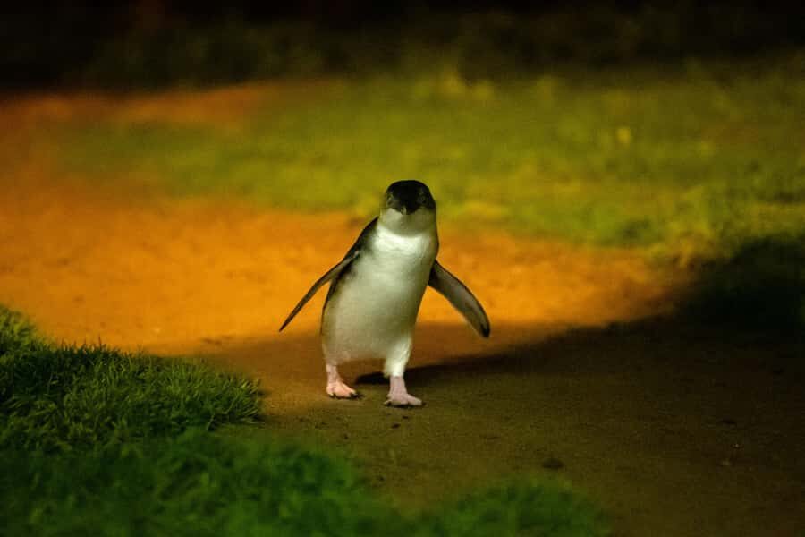 From Melbourne: Penguin Parade and Koalas Tour - Food and break planning: bring snacks or eat early