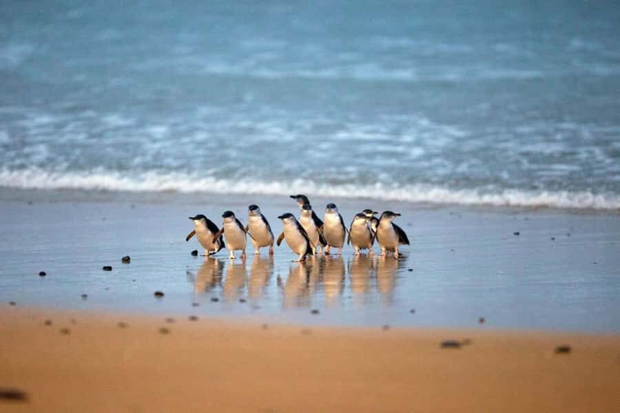From Melbourne: Penguin Parade and Koalas Tour - Koala Conservation Reserve: tree-top boardwalks and face-to-face moments